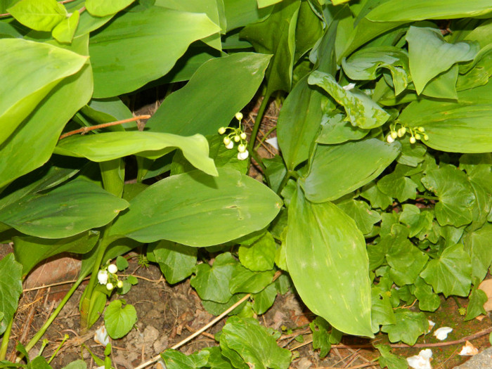 DSCN3542