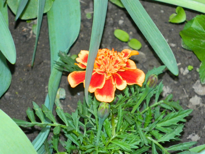 DSCN3562