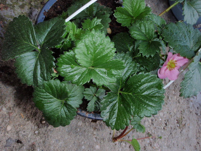 capsuna cu florile roz - Plante Comestibile