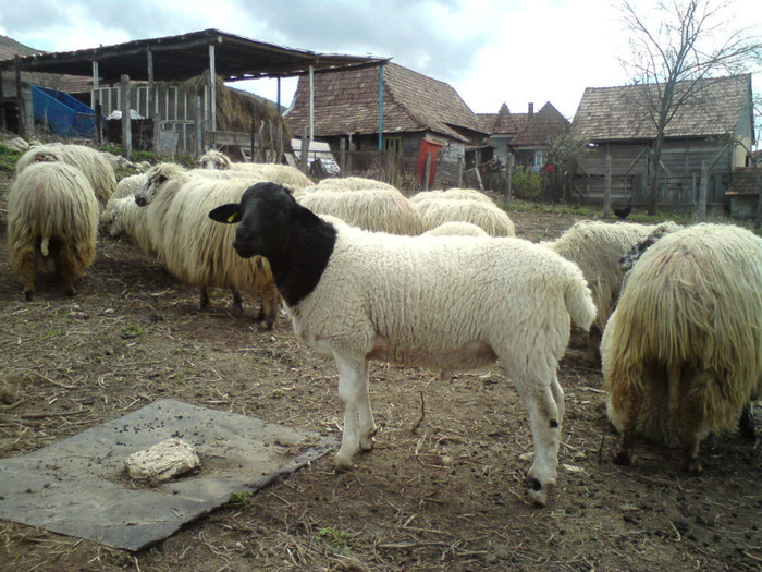 DSC00888 - fostul berbec dorpar