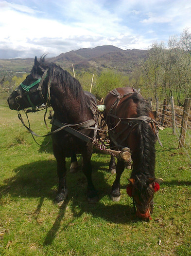 fotografie0091 - negru armasar unguresc