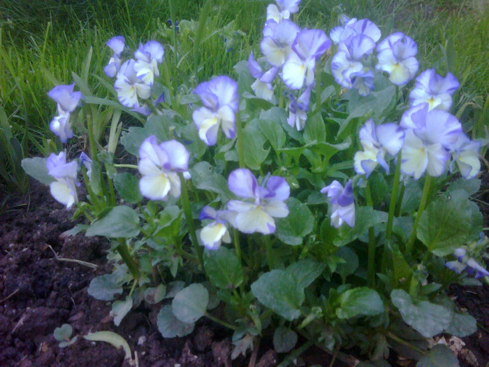 Viola pubescens Rebecca Cawthorne - plante de gradina