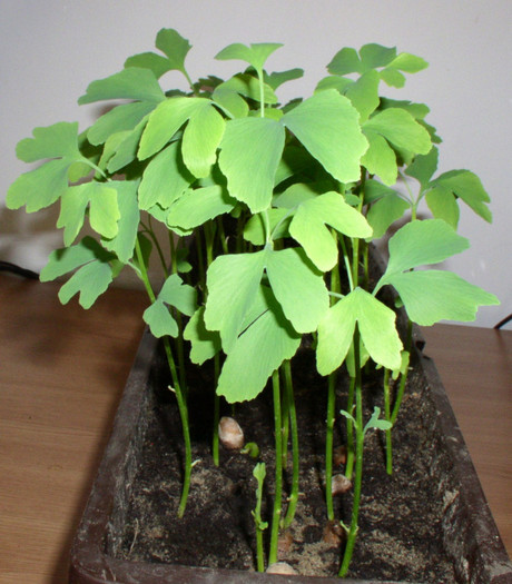 Ginkgo_2 - Ginkgo-aprilie 2012