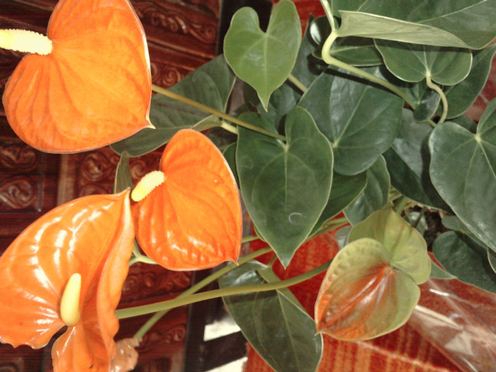 P190412_17.400001 - Anthurium- Foarea Flamingo