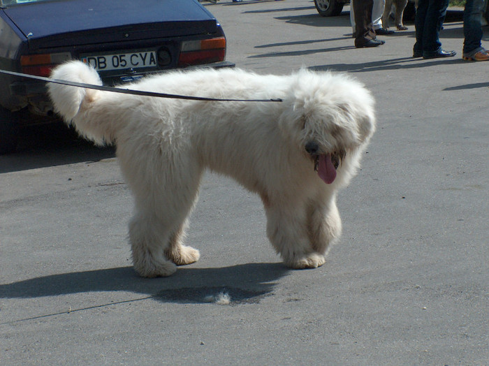 HPIM0802a - Expozitie Targoviste 2005