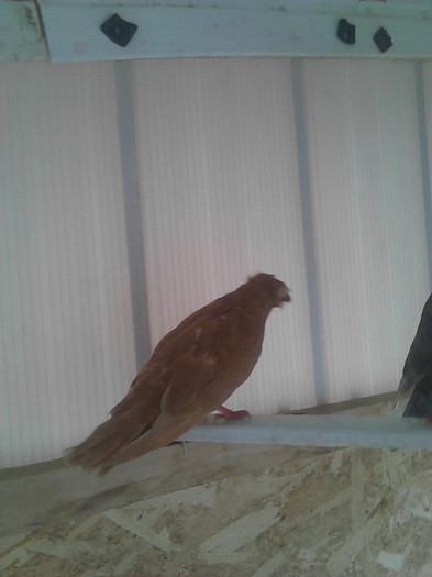 IMG_20120414_151112; din noua voliera
