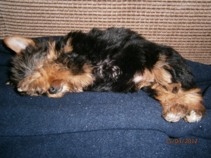 P4150141 - Yorkshire terrier mini toy   Bella