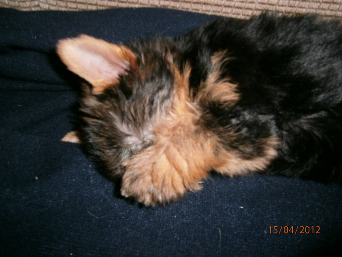 P4150142 - Yorkshire terrier mini toy   Bella