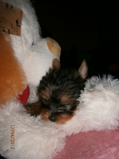 P4170172 - Yorkshire terrier mini toy   Bella
