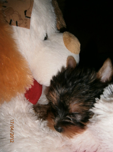 P4170175 - Yorkshire terrier mini toy   Bella