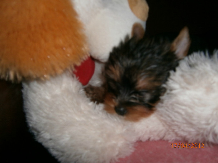 P4170177 - Yorkshire terrier mini toy   Bella
