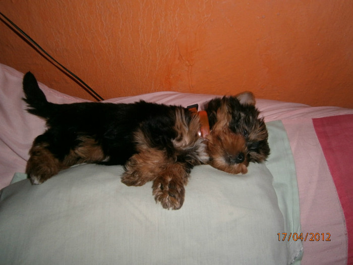 P4170188 - Yorkshire terrier mini toy   Bella