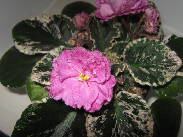 Rebel s Rose Bud