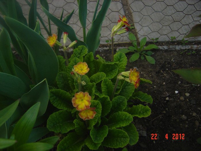 poze 428 - 2012-PRIMAVARA