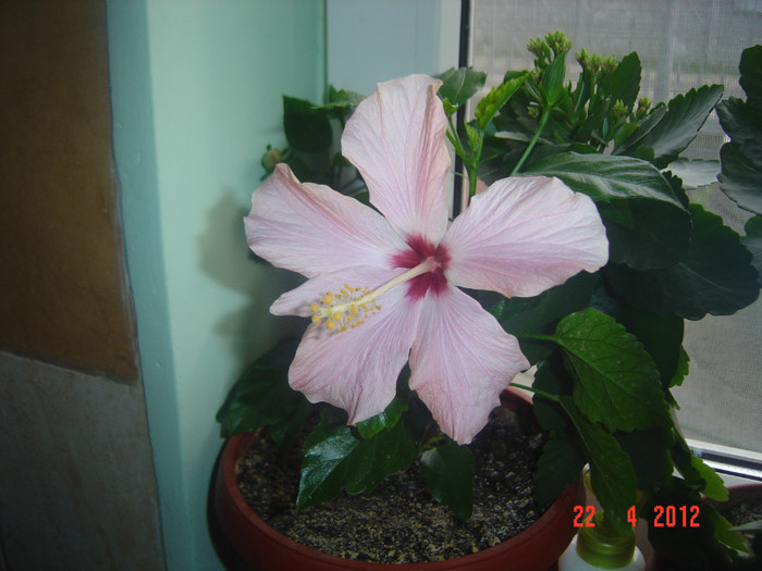 poze 429