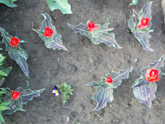 lalele pitice - red riding hood