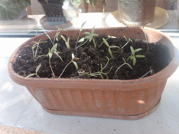 leandru din seminte de la oskar; le-am mutat in ghiveci mai mare .au fost in paharele.(21.04.2012)
