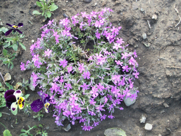 100_8351 - phlox subulata 2012