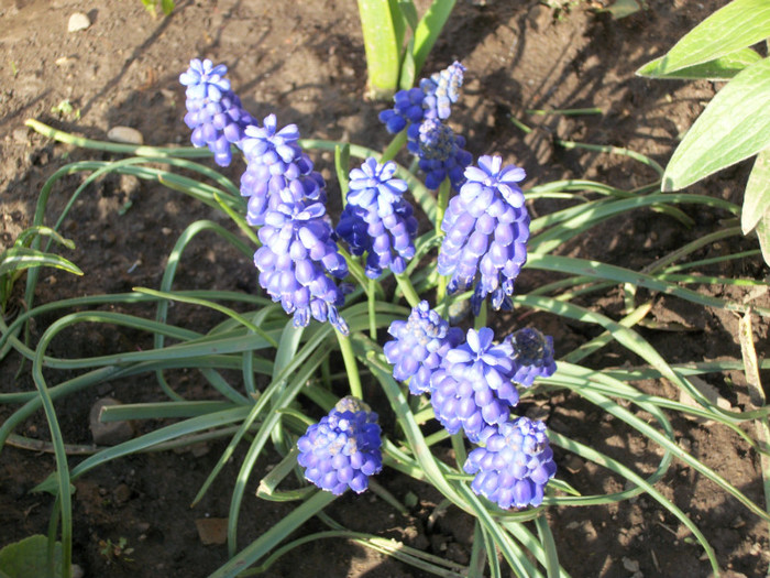 100_8363 - muscari 2012