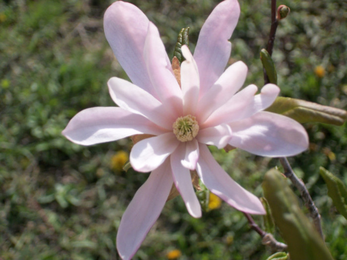 22 aprilie 2012 - magnolia 2012