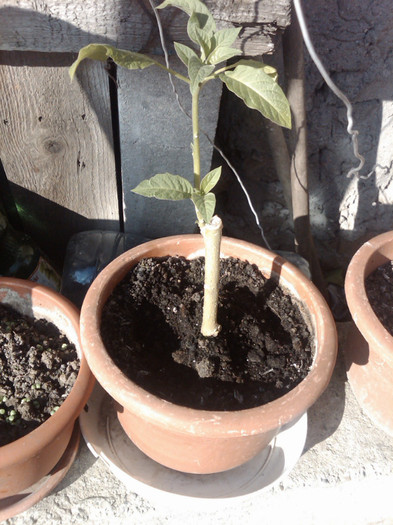 brugmansia roz- ninutza