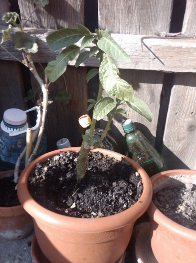 brugmansia galbena de la ninutza - gradina - 2012