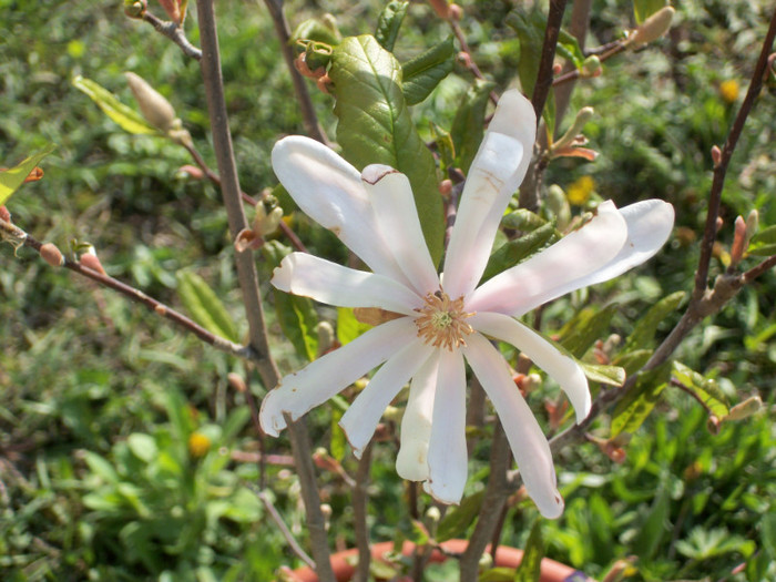 100_8364 - magnolia 2012