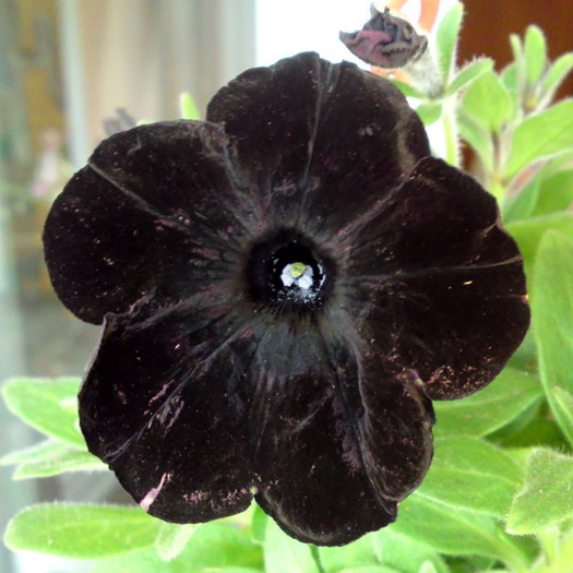 Petunia aproape neagra - Flori