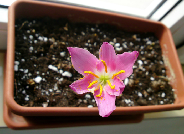Habranthus Robustus - Flori