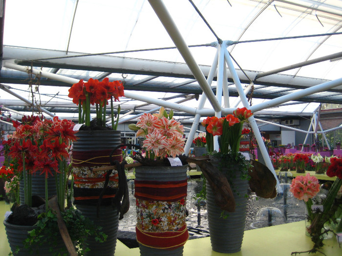 128 - Expozitie Amaryllis