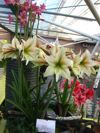 133 - Expozitie Amaryllis