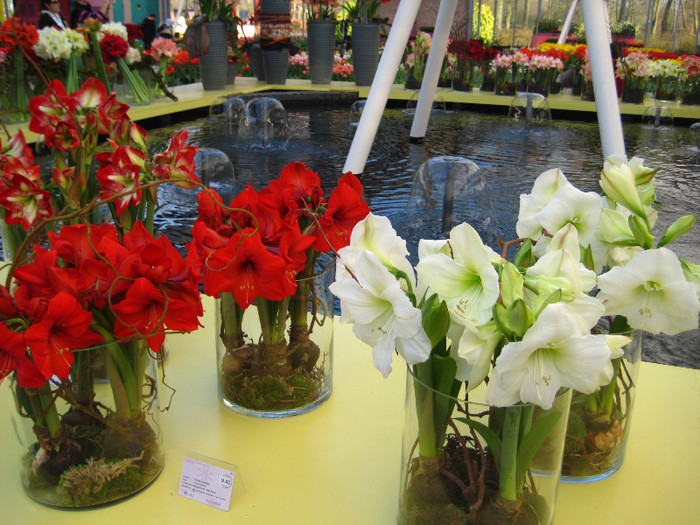 139 - Expozitie Amaryllis