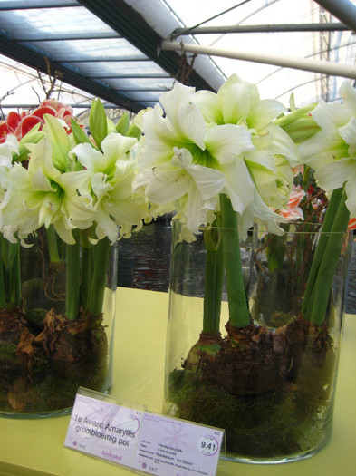 153 - Expozitie Amaryllis