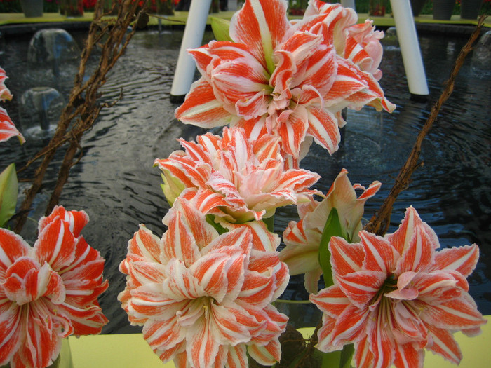 154 - Expozitie Amaryllis