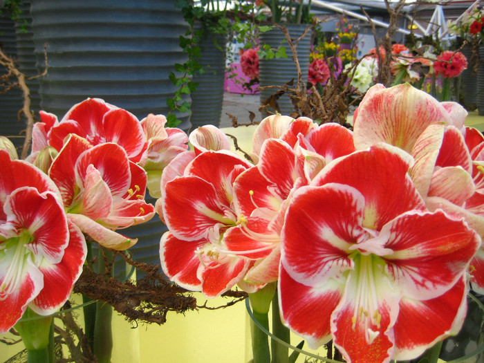 155 - Expozitie Amaryllis