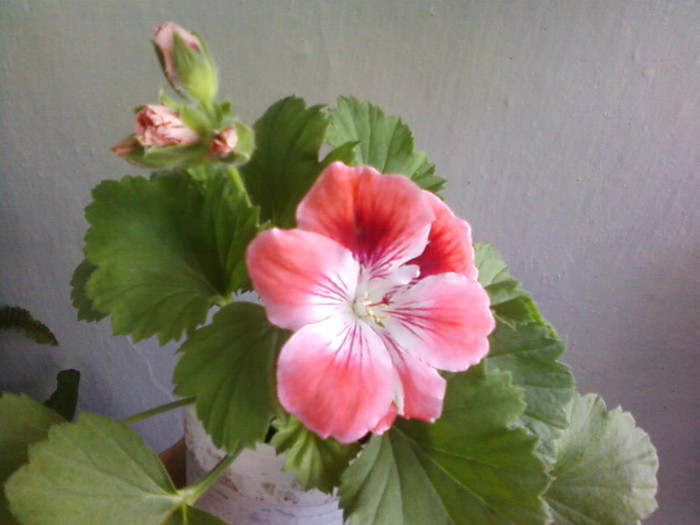  - A-Flori 2012