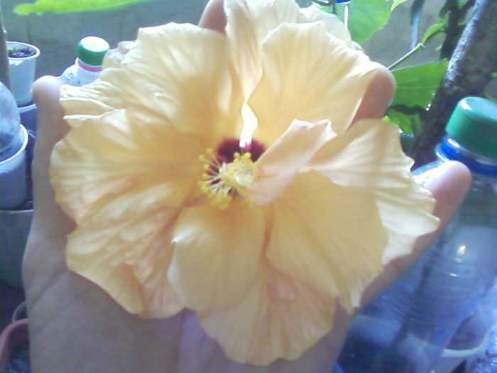  - A-Flori 2012