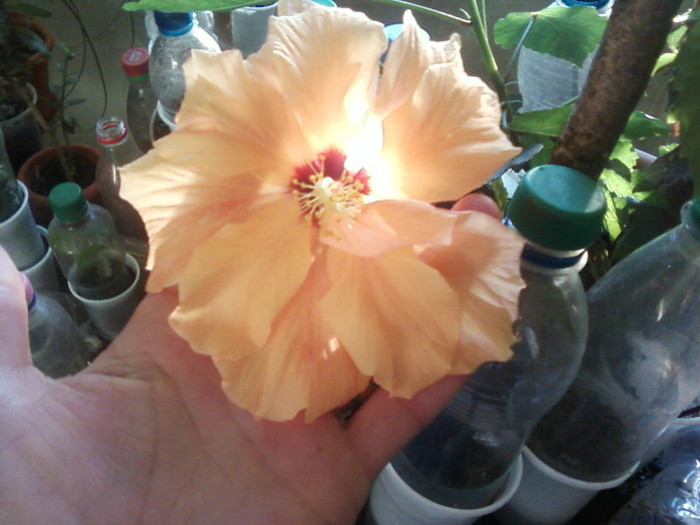  - A-Flori 2012