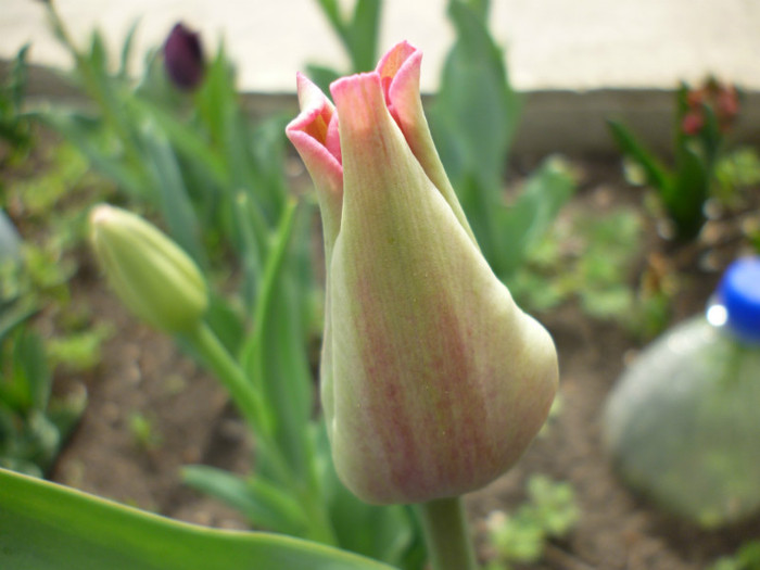 P1000411