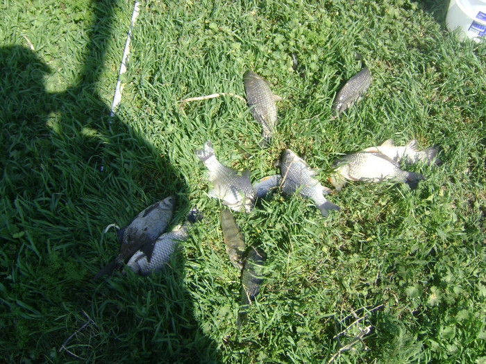 22-apr-2012 gurbanesti 2,6 kg peste(caras) - la pescuit 2012