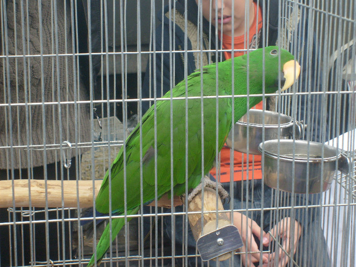 S6303203 - Monor aprilie 2012