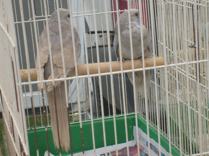 S6303220 - Monor aprilie 2012
