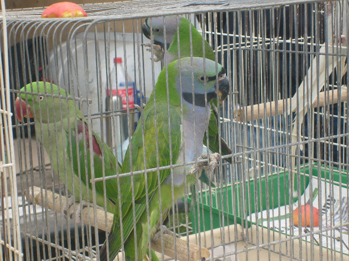 S6303221 - Monor aprilie 2012