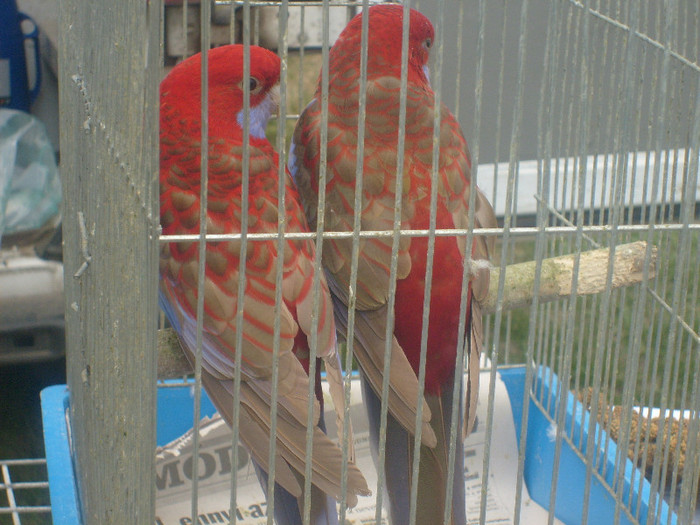 S6303222 - Monor aprilie 2012
