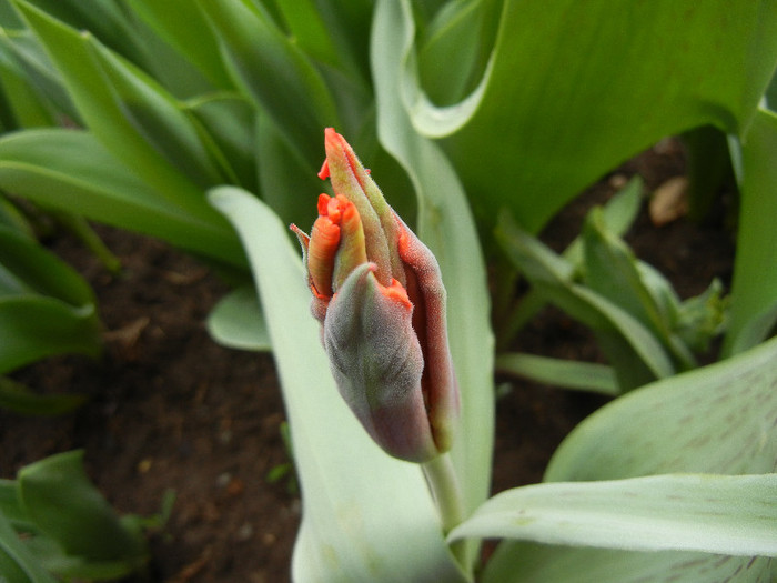 Tulipa Giant Parrot (2012, April 18) - Tulipa Giant Parrot