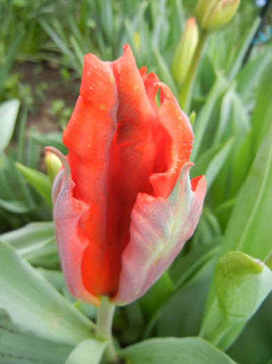 Tulipa Giant Parrot (2012, April 20)