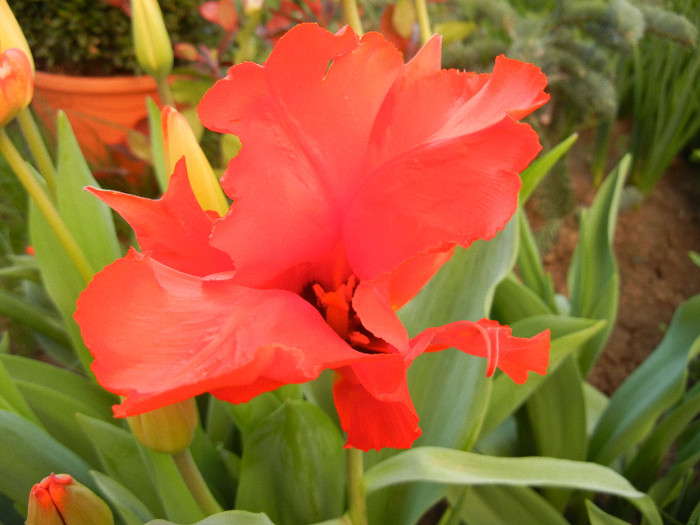 Tulipa Giant Parrot (2012, April 22)