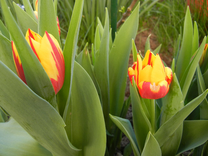 Tulipa Mickey Mouse (2012, April 22)