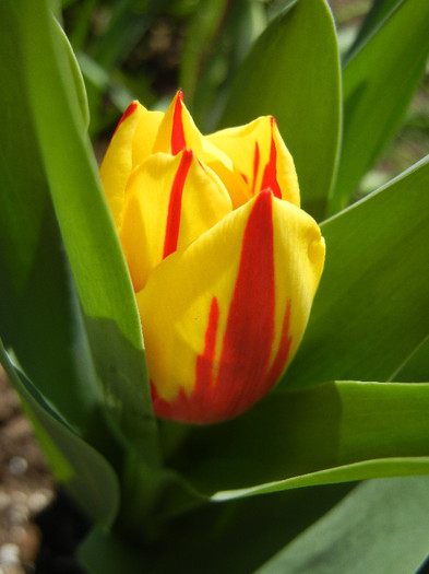 Tulipa Mickey Mouse (2012, April 22)