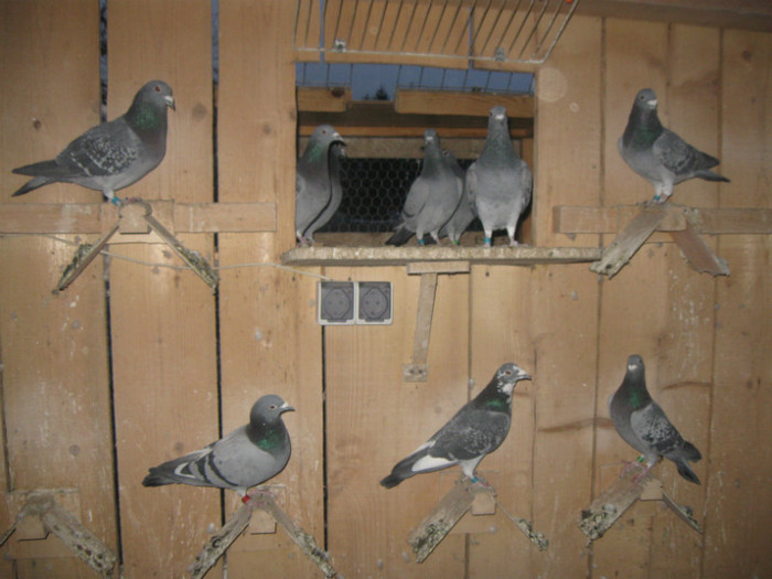 IMG_1168 - animalute 2012